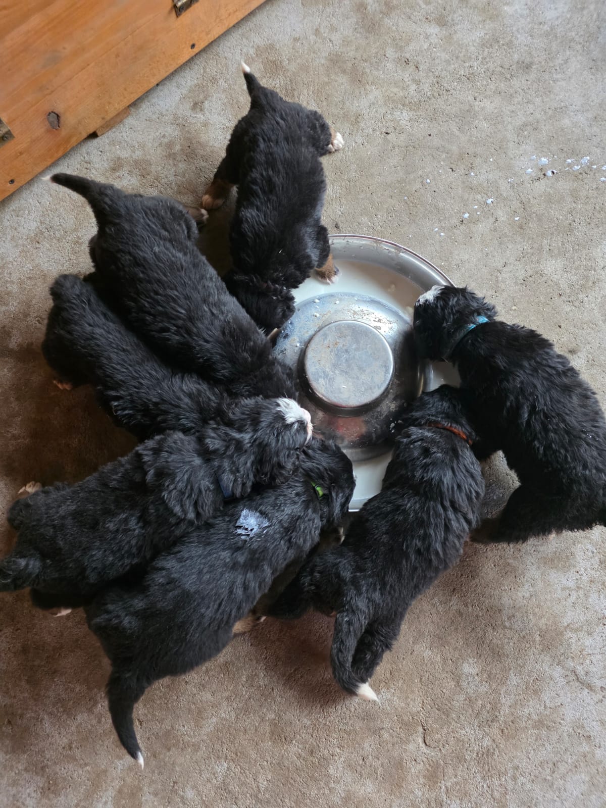 Puppies feeding